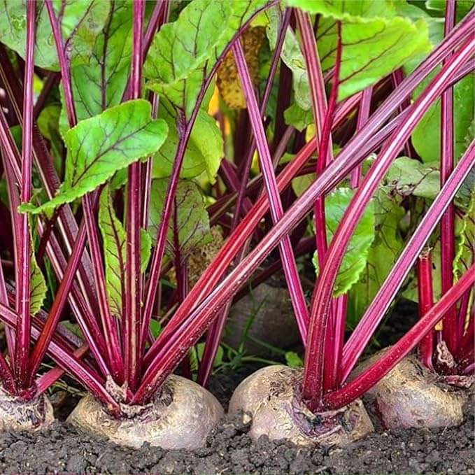 Dhrista Beetroot (Chukandar) (350 Seeds) Vegetable Seeds for Home Garden, Organic & Hybrid, Perfect for Home Gardening, Planting For Pots and Patio Dhrista Beetroot (Chukandar) (350 Seeds) Vegetable Seeds for Home Garden, Organic & Hybrid, Perfect for Home Gardening, Planting For Pots and Patio