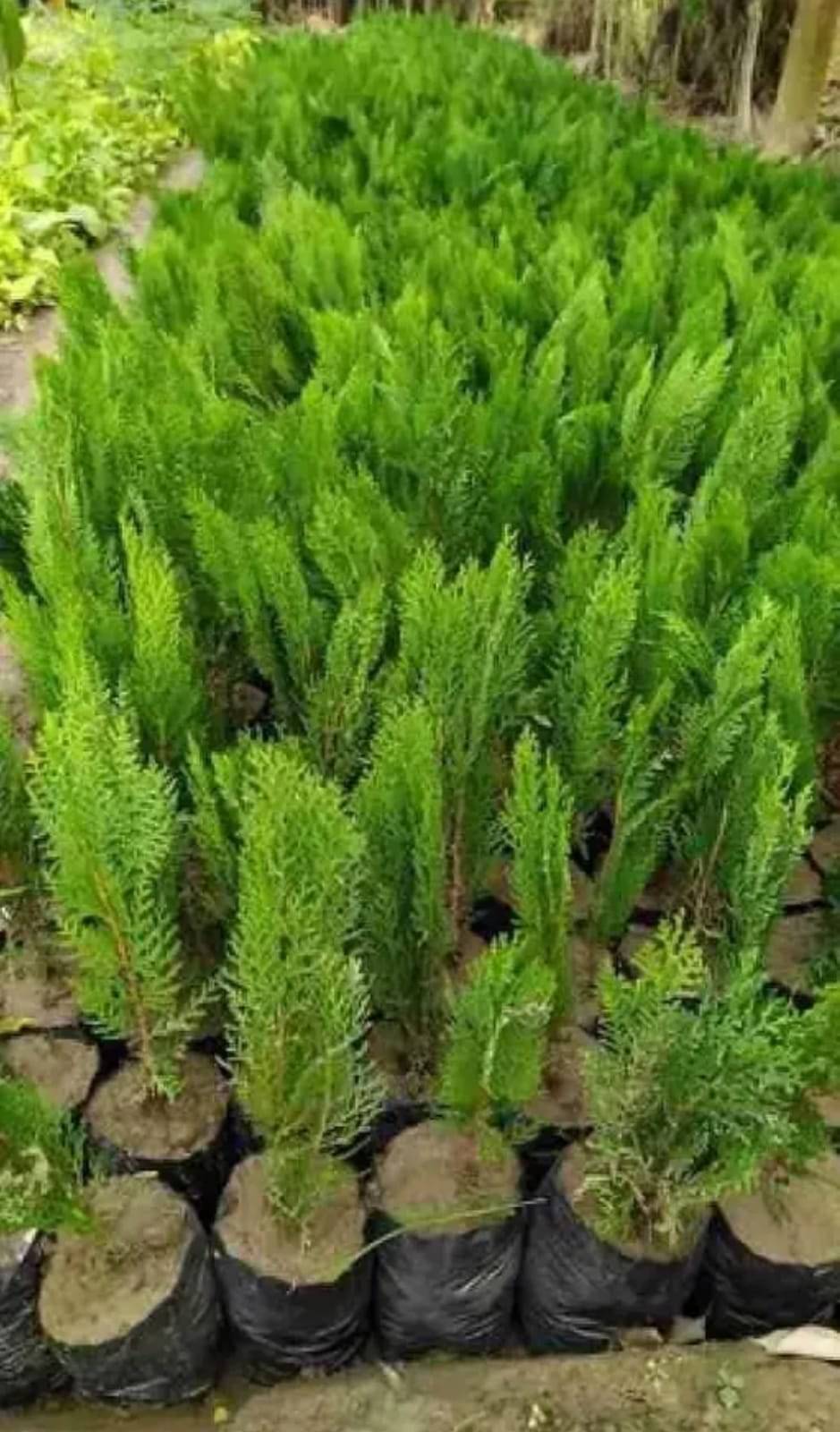     			Thuja/Mor pankhi/Jhau/Indian jhau plant