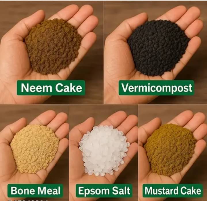     			Bone meal neem khali mustard vermi compost each 250gm pack of 5