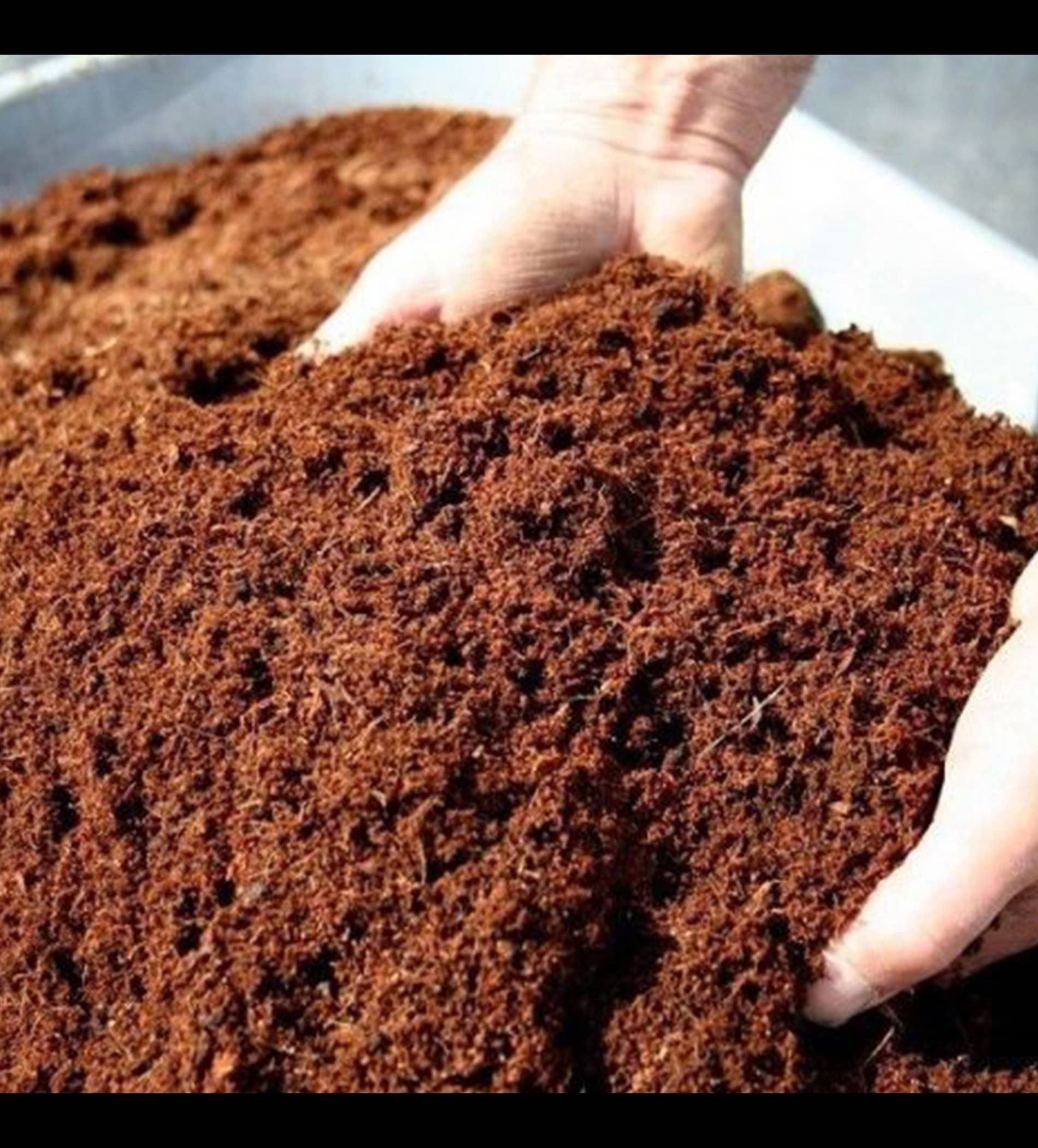 Cocopeat Loose 1kg – Organic Growing Medium for Plants | Soil Conditioner for Seed Germination, Gardening & Potting Mix | 100% Natural & Eco-Friendly     			Cocopeat Loose 1kg – Organic Growing Medium for Plants | Soil Conditioner for Seed Germination, Gardening & Potting Mix | 100% Natural & Eco-Friendly