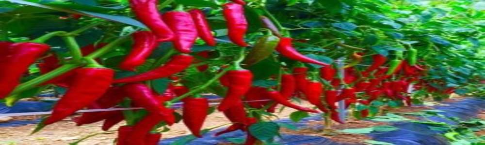     			Hot Pepper Red Long Chilli  - Vegetable Pack Of 50 Seeds