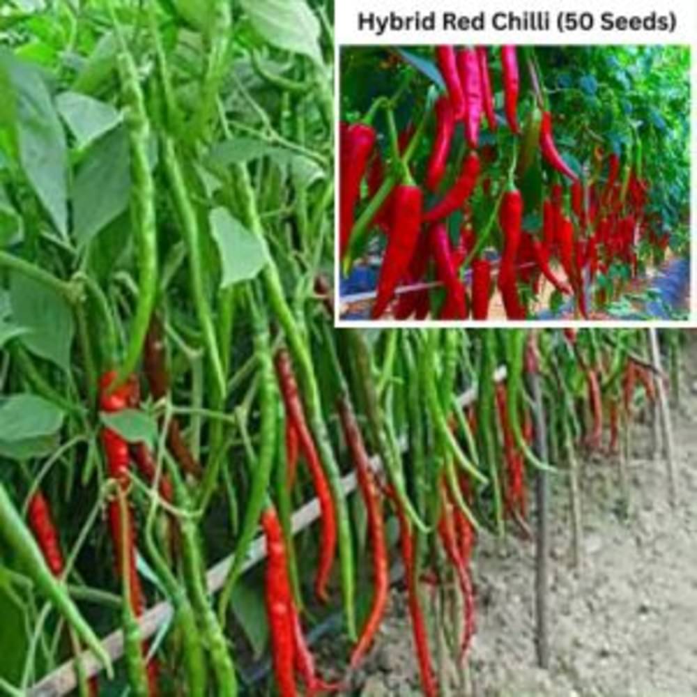 Hot Pepper Red Long Chilli Sampurna - Vegetable Pack Of 50 Seeds Hot Pepper Red Long Chilli Sampurna - Vegetable Pack Of 50 Seeds