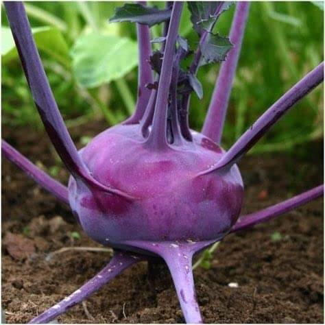 LiveNature Purple Ganth Gobhi/Knol Khol Seeds | Winter Indoor/Outdoor Vegetable Seeds | Best For Home Garden & Terrace - 100 Seeds     			LiveNature Purple Ganth Gobhi/Knol Khol Seeds | Winter Indoor/Outdoor Vegetable Seeds | Best For Home Garden & Terrace - 100 Seeds