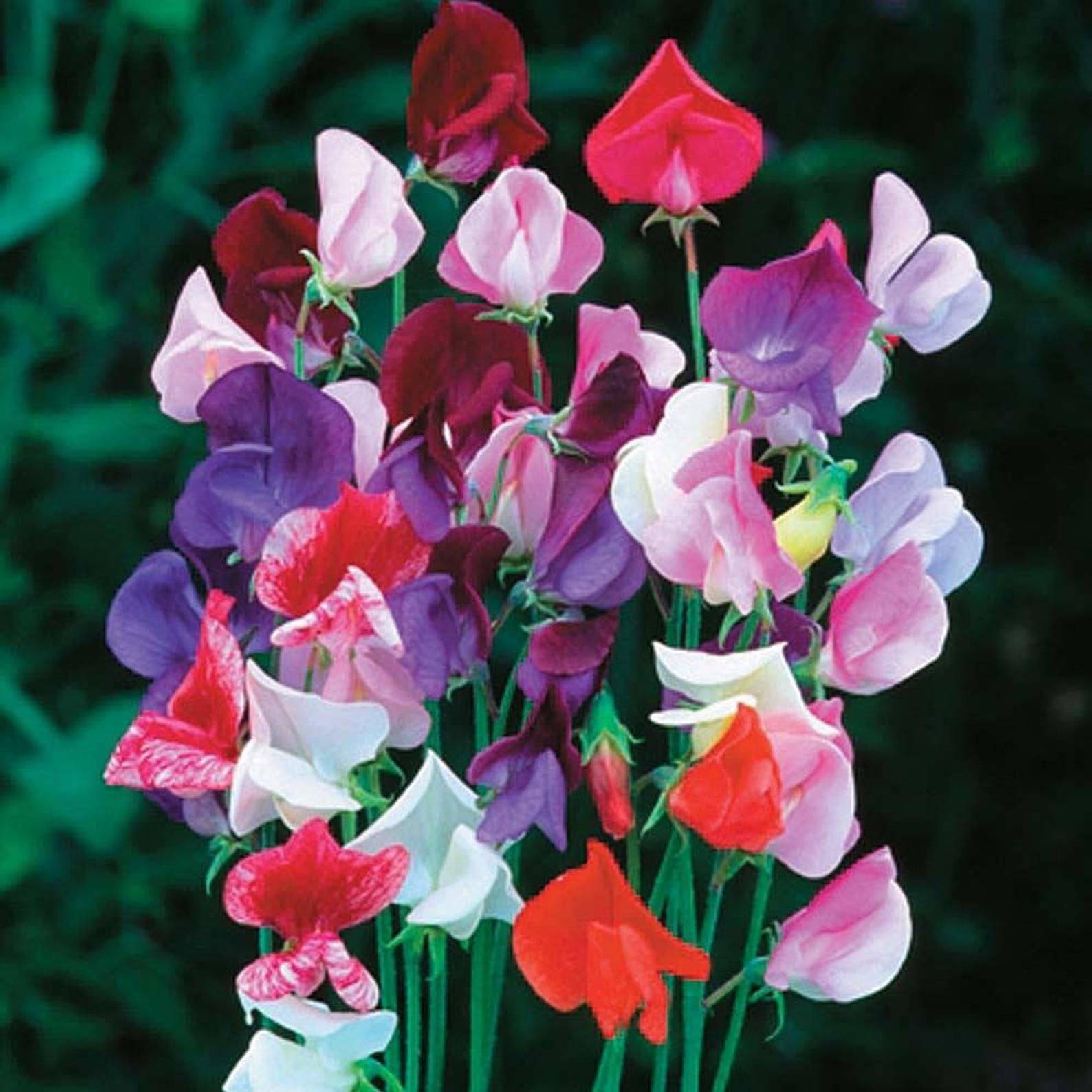 LiveNature Sweet Peas Mixed Flower Seeds | Winter Indoor/Outdoor Flower Seeds | Best For Home Garden & Terrace - 100 Seeds     			LiveNature Sweet Peas Mixed Flower Seeds | Winter Indoor/Outdoor Flower Seeds | Best For Home Garden & Terrace - 100 Seeds
