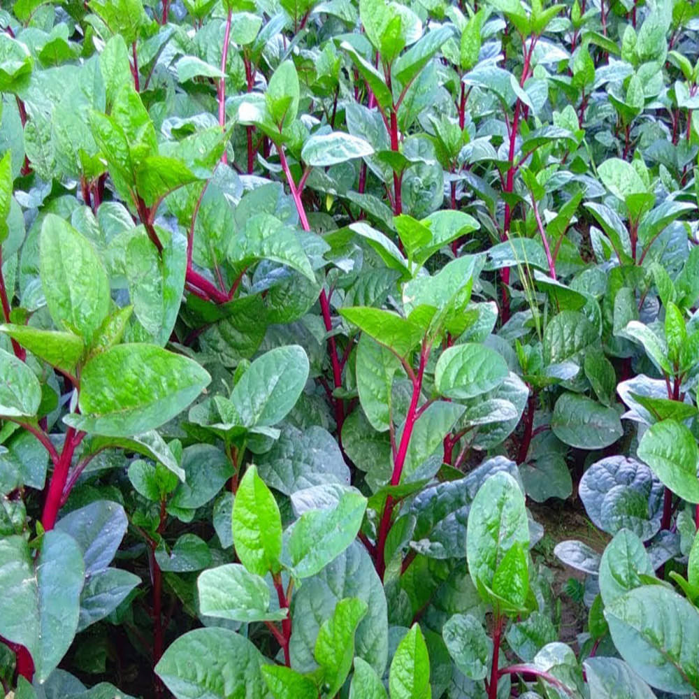 Plantoos - Indian spinach, Malabar Spinach, Red vine spinach, Vine spinach, Poi Saag , 15 Seeds Plantoos - Indian spinach, Malabar Spinach, Red vine spinach, Vine spinach, Poi Saag , 15 Seeds