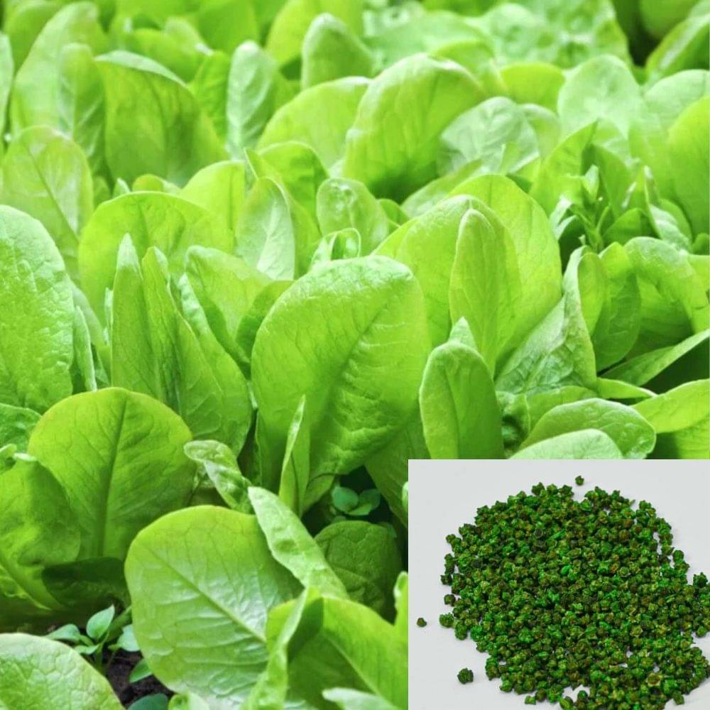     			Plantoos - Spinach (Palak) Seeds ( 200 Seeds) (पालक के बीज)