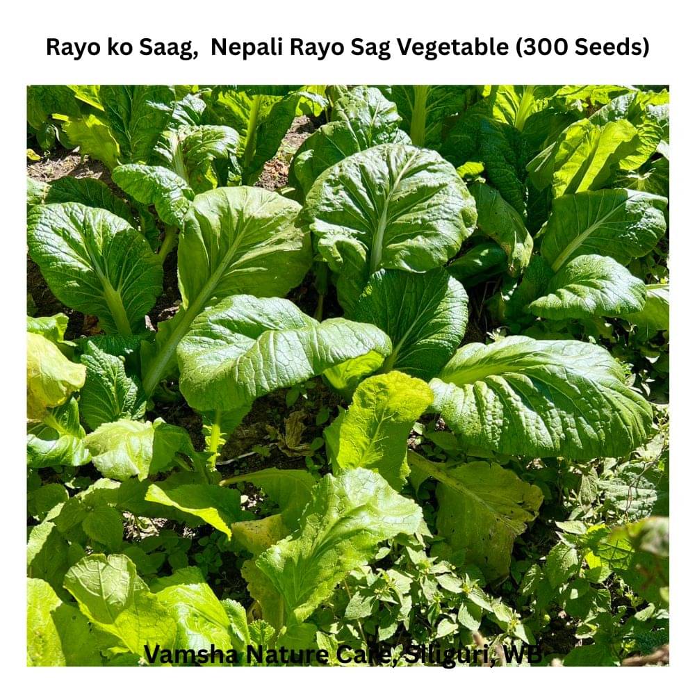 Rayo ko saag, or mustard greens vegetable 300 seeds     			Rayo ko saag, or mustard greens vegetable 300 seeds