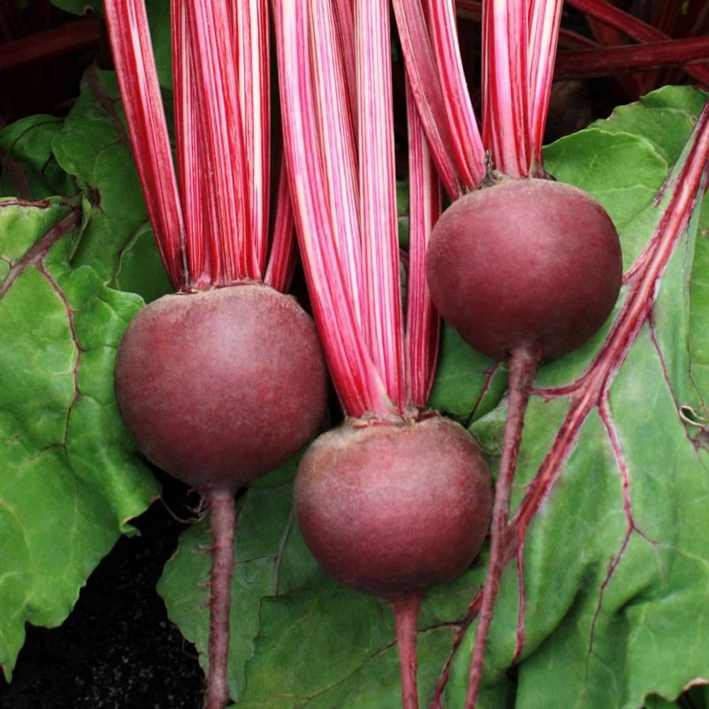 BEEJBAZAR Beetroot (Chukandar) (100 Seeds) Vegetable Seeds for Home Garden, Organic & Hybrid, Perfect for Home Gardening, Planting For Pots and Patio     			BEEJBAZAR Beetroot (Chukandar) (100 Seeds) Vegetable Seeds for Home Garden, Organic & Hybrid, Perfect for Home Gardening, Planting For Pots and Patio