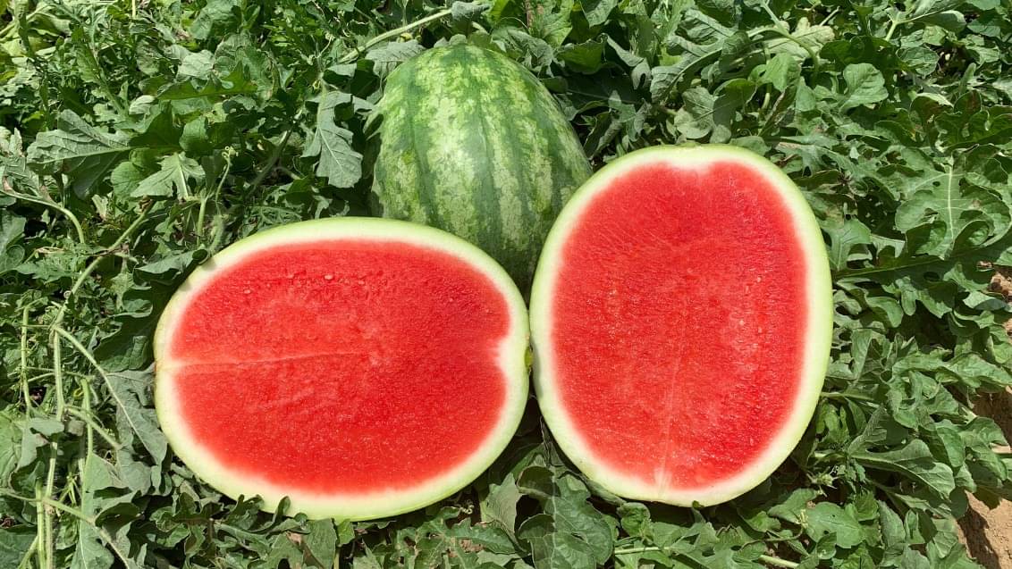 BEEJBAZAR Green Watermelon Seeds Organic (F1-Hybrid) – Fresh & Sweet Green Watermelon Fruit Plant Seeds | Ideal for Home Gardening & Planting (Pack of 30 seeds)     			BEEJBAZAR Green Watermelon Seeds Organic (F1-Hybrid) – Fresh & Sweet Green Watermelon Fruit Plant Seeds | Ideal for Home Gardening & Planting (Pack of 30 seeds)