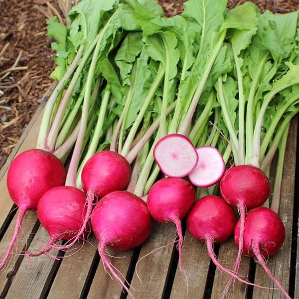 BEEJBAZAR Red Round Radish Plant (75 Seeds) for Home Gardening | Summer And Winter Fresh Gardening Vegetable Seeds Planting Raddish Seeds for Kitchen Garden | "Hybrid" Mooli Seeds (Red, Round Radish)     			BEEJBAZAR Red Round Radish Plant (75 Seeds) for Home Gardening | Summer And Winter Fresh Gardening Vegetable Seeds Planting Raddish Seeds for Kitchen Garden | "Hybrid" Mooli Seeds (Red, Round Radish)