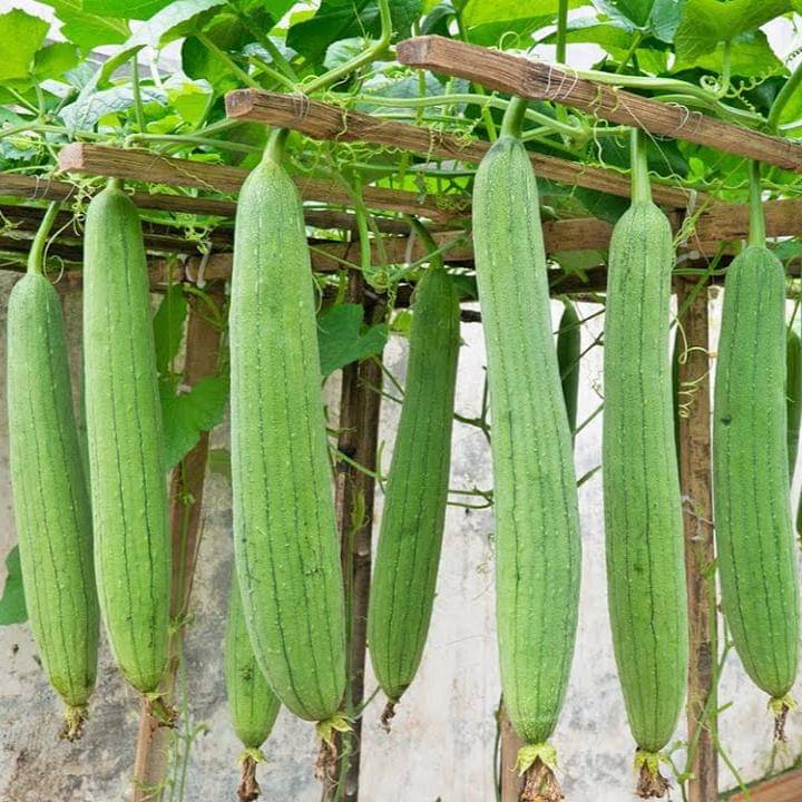     			BEEJBAZAR Sponge Gourd Seeds | 20 Premium Quality Seeds | Ideal for Home & Kitchen Gardening