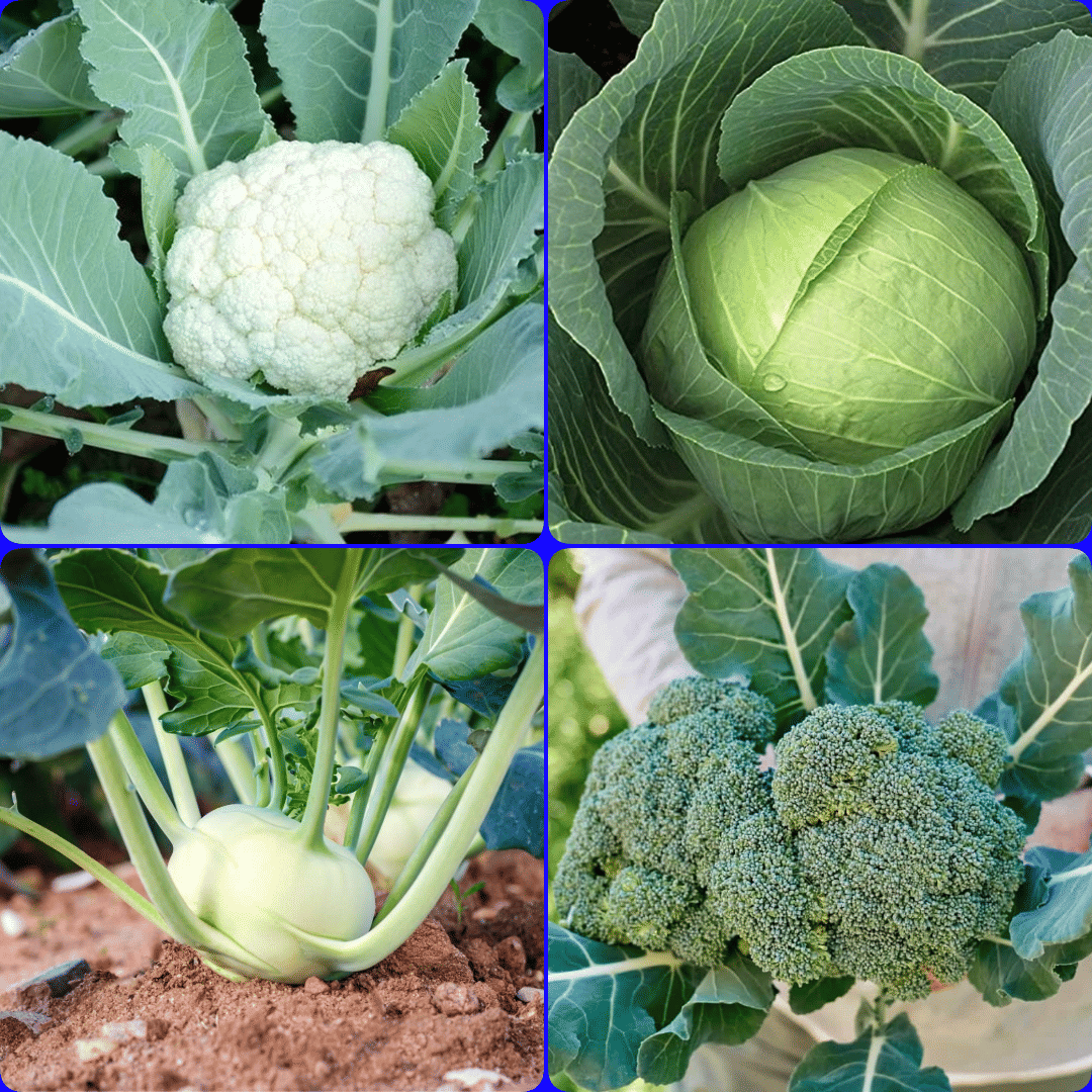 BEEJBAZAR Kitchen Garden Essential Pack – 4 Premium Vegetable Seeds (Cabbage, Cauliflower, Broccoli, Knol Khol)     			BEEJBAZAR Kitchen Garden Essential Pack – 4 Premium Vegetable Seeds (Cabbage, Cauliflower, Broccoli, Knol Khol)
