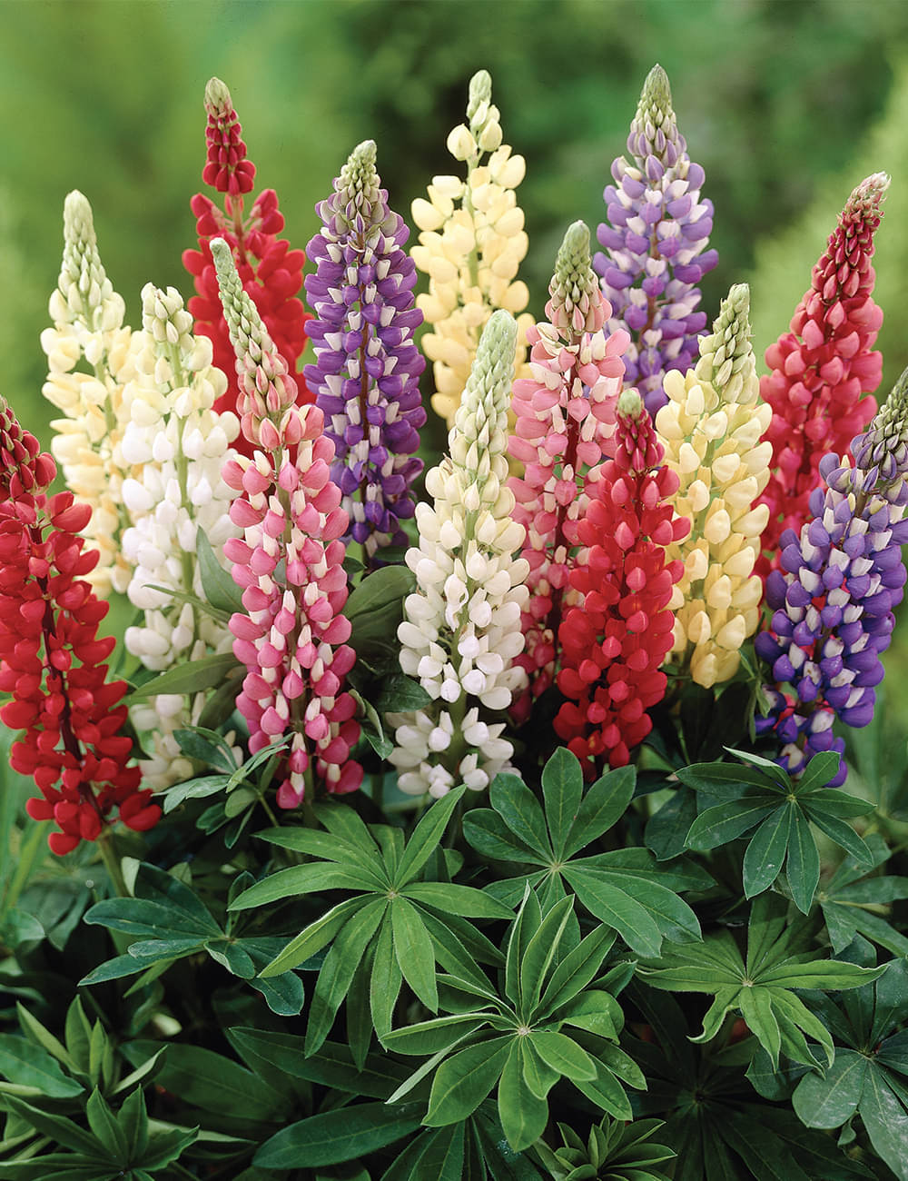     			Lupin flower 50 seeds