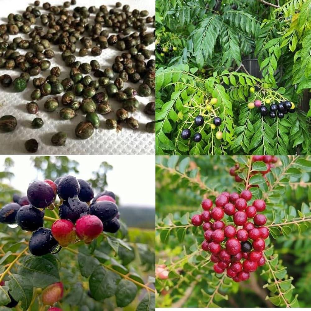 Curry Leaf, Kari Patta, Live Plant Original     			Curry Leaf, Kari Patta, Live Plant Original