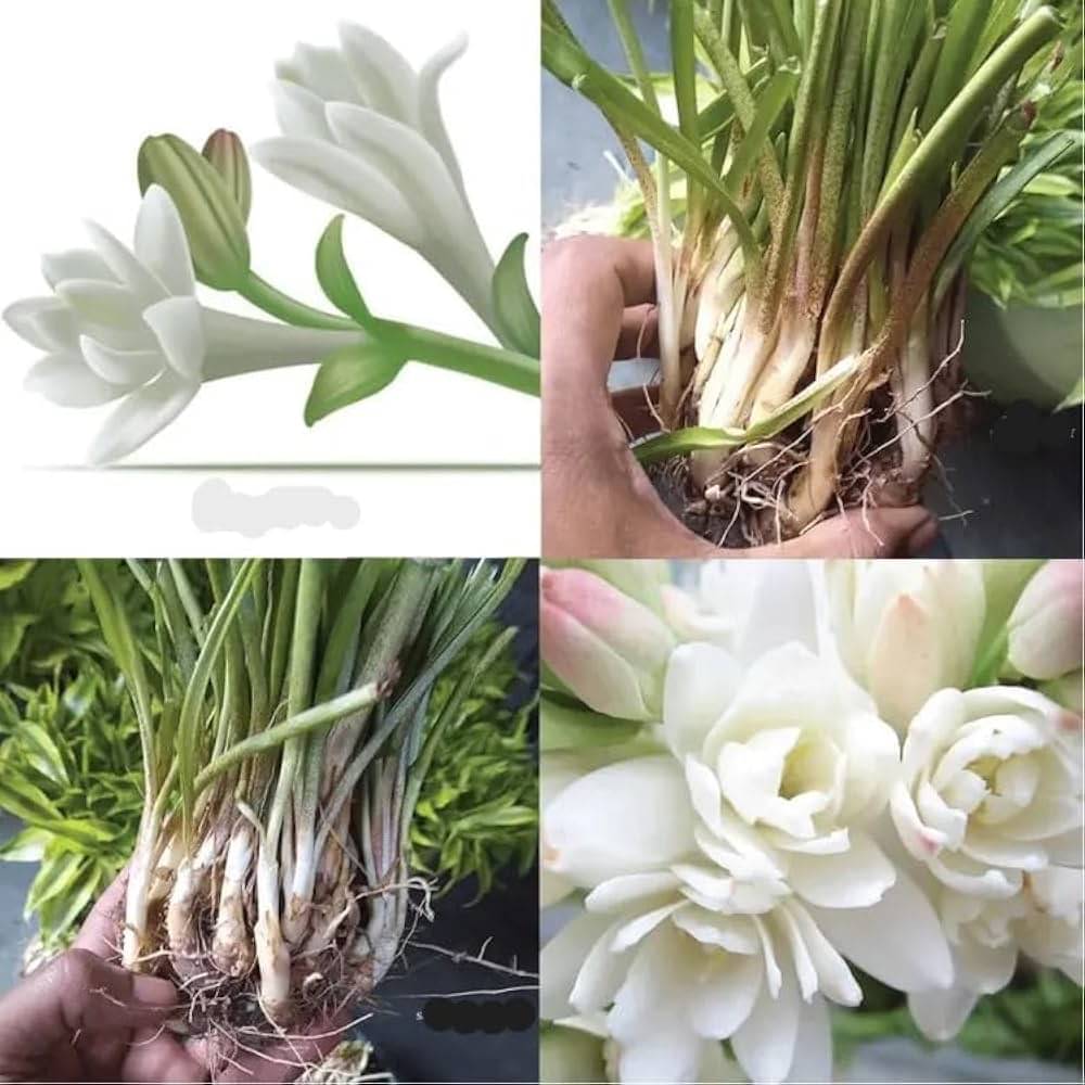 Rajnigandha, Tuberose - Bulbs (set of 10)     			Rajnigandha, Tuberose - Bulbs (set of 10)