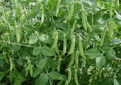 BEEJBAZAR Hybrid Green Peas Seeds | Perfect for Home Gardening, Planting, Farm | Matar Seeds | Winter Vegetable Seeds for Home Gardening (10g)     			BEEJBAZAR Hybrid Green Peas Seeds | Perfect for Home Gardening, Planting, Farm | Matar Seeds | Winter Vegetable Seeds for Home Gardening (10g)