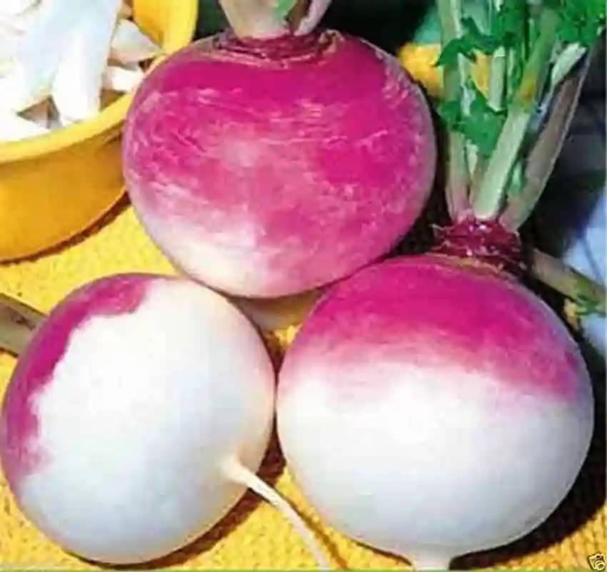    			BEEJBAZAR Turnip Purpalish Seeds Hybrids F1 Vegetable Seeds for Home Garden for Planting for All Season (100 seeds)