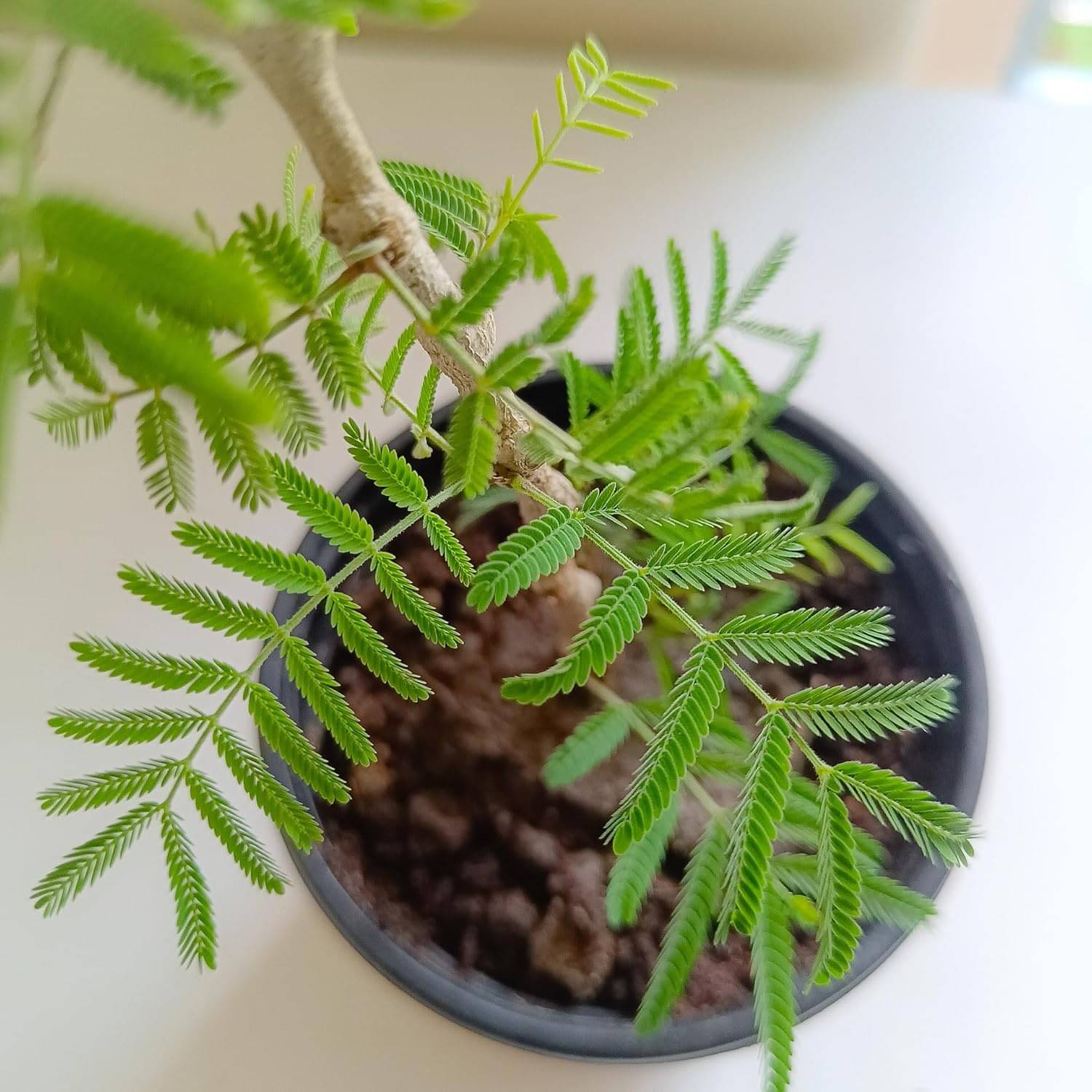     			Tree of Rajasthan, Shami - Plant