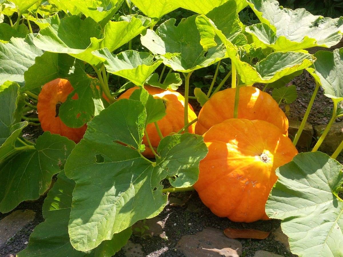 BEEJBAZAR Hybrid Pumpkin Seeds ? High-Yield Variety | Fast Germination | Suitable for Home & Commercial Farming (Pack of 30 Seeds)     			BEEJBAZAR Hybrid Pumpkin Seeds ? High-Yield Variety | Fast Germination | Suitable for Home & Commercial Farming (Pack of 30 Seeds)
