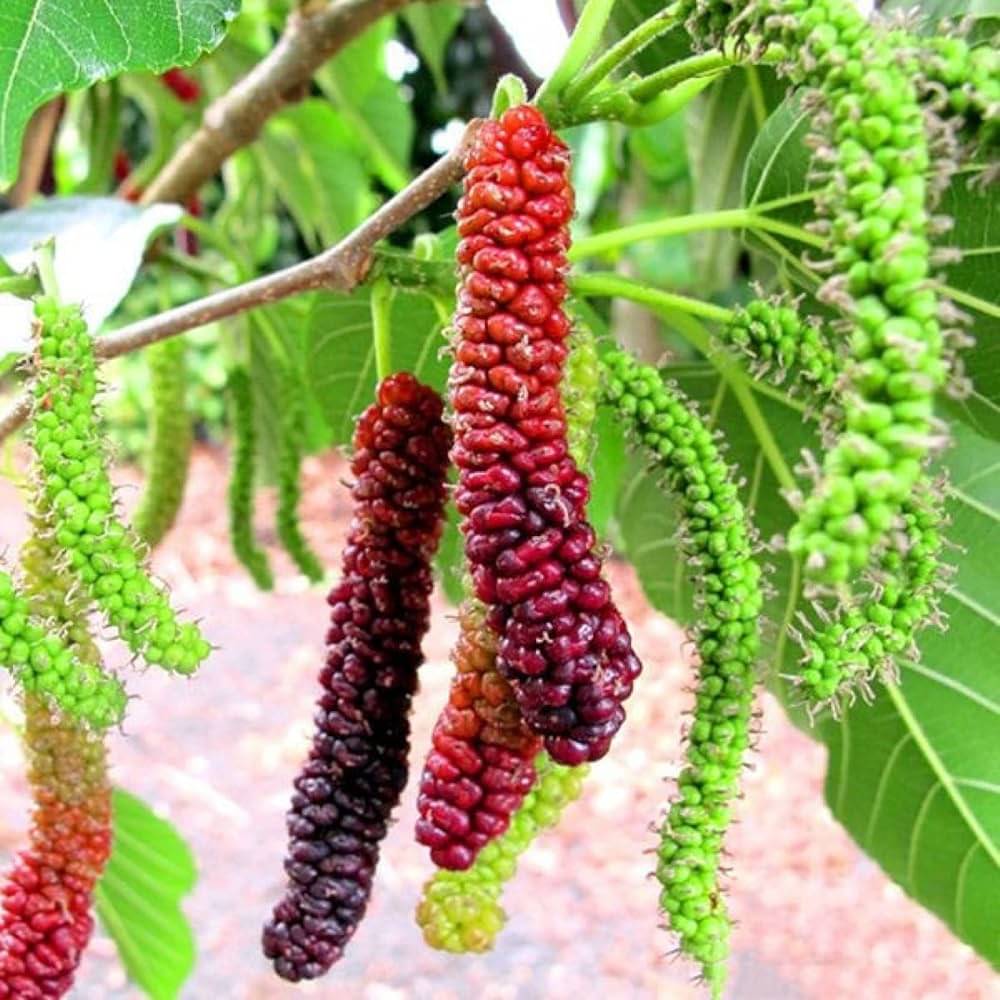 Special Sweet And Healthy All-Time Long Finger Taiwan Black Mulberry/Kala Shahtoot Fruit Plant | Live Exotic 1 Grafted Mulberry Fruit Plant in Nursery Grow Bag for Home Garden Special Sweet And Healthy All-Time Long Finger Taiwan Black Mulberry/Kala Shahtoot Fruit Plant | Live Exotic 1 Grafted Mulberry Fruit Plant in Nursery Grow Bag for Home Garden