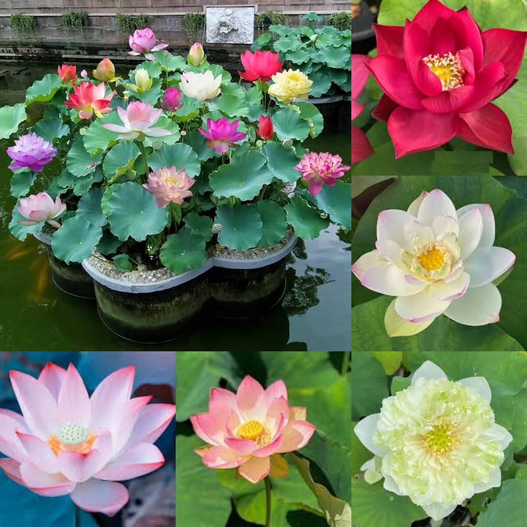     			BEEJBAZAR Lotus Mix Flower Seeds – 20 Seeds per Packet | Exotic Water Lotus Plant Seeds for Home Garden Pond Decoration