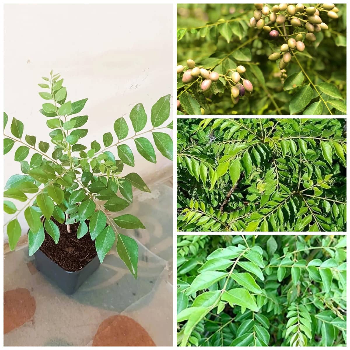 Cloud Farm Curry Leaves Plant, Murraya Koenigii, Kadi Patta, Meetha Neem, Sweet Neem without Pot, PP_C01