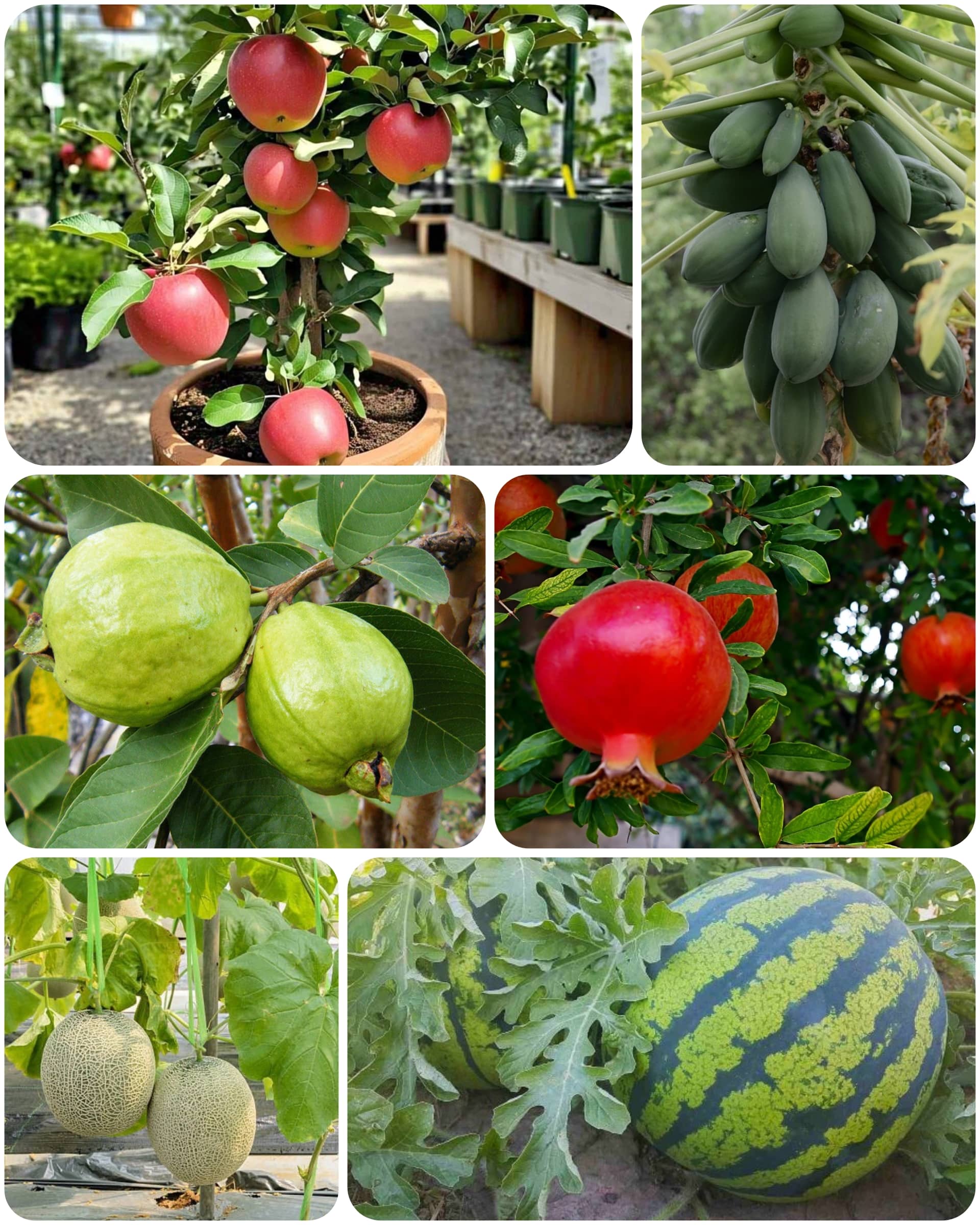 Dwarf fruit seeds combo Apple, Guava, pomegranate, papaya, Musk melon, water melon 5 type fruits seeds